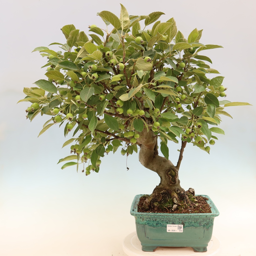 Venkovní bonsai -Malus halliana - Maloplodá jabloň