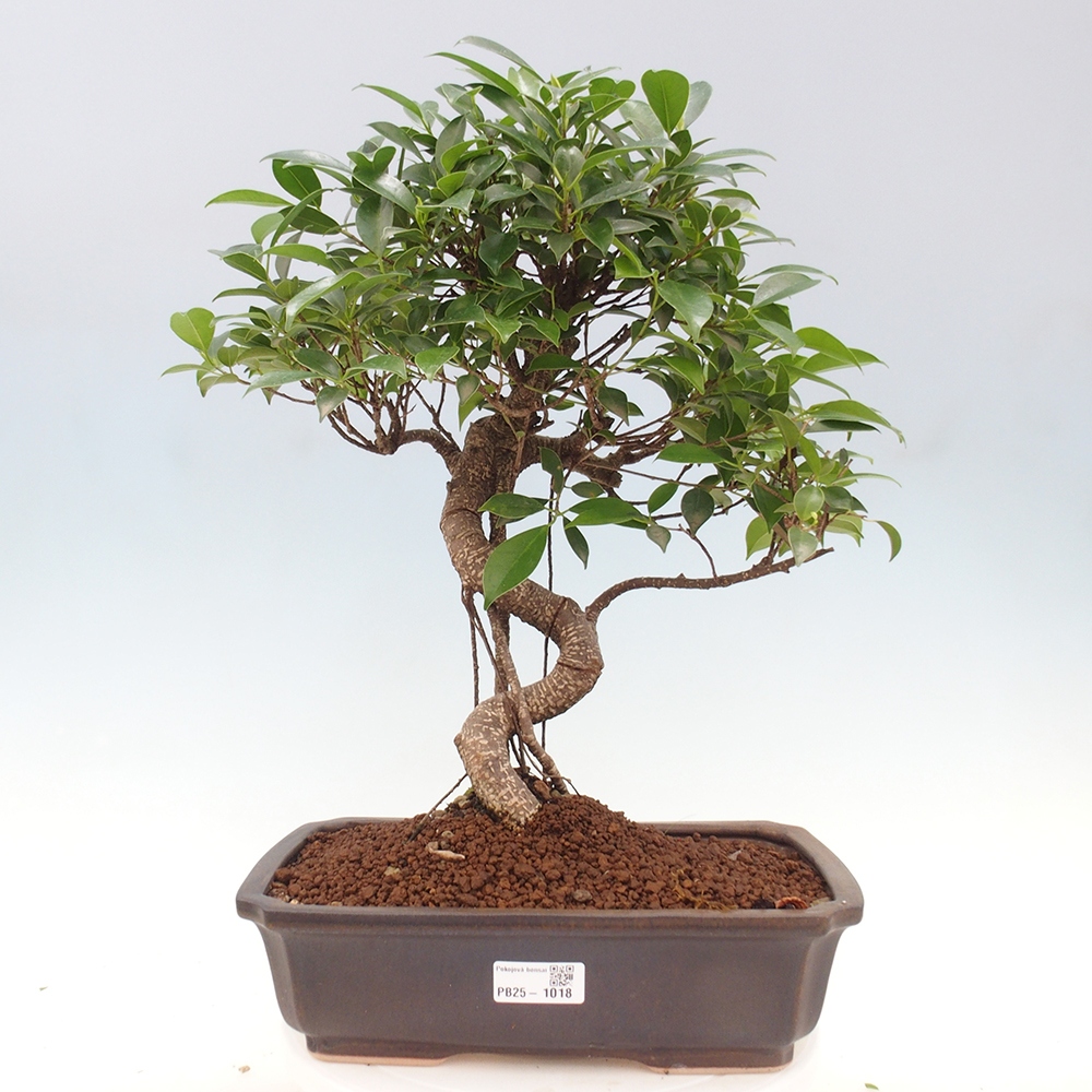 Pokojová bonsai - Ficus kimmen -  malolistý fíkus