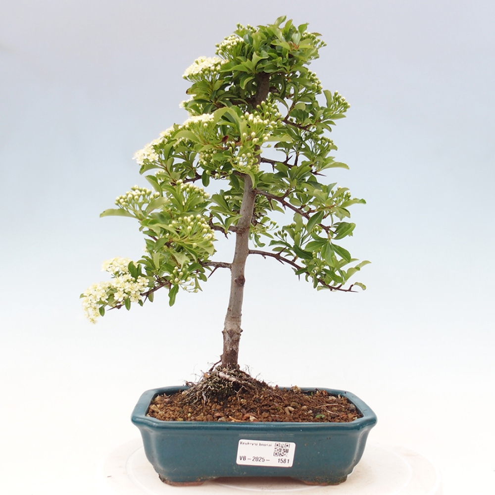 Venkovní bonsai-Pyracanta Teton -Hlohyně