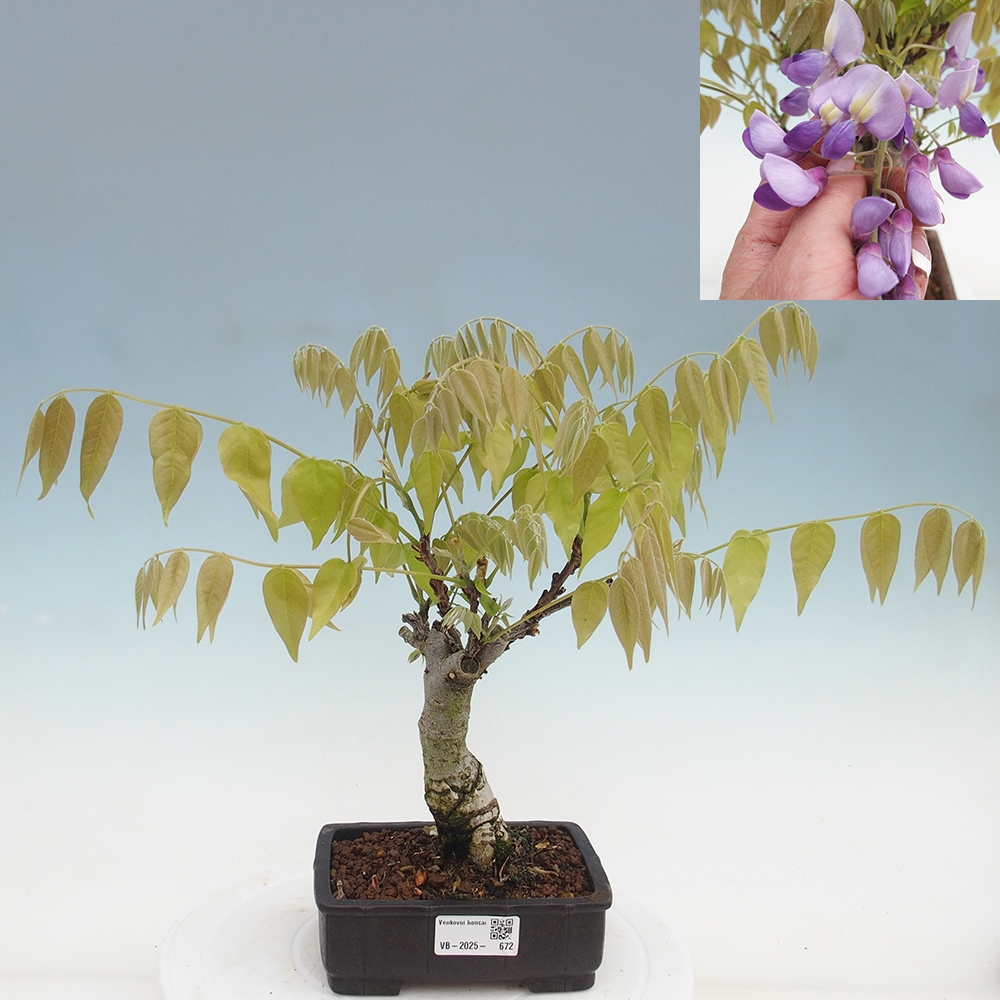 Venkovní bonsai - Vistarie květnatá - Wisteria floribunda