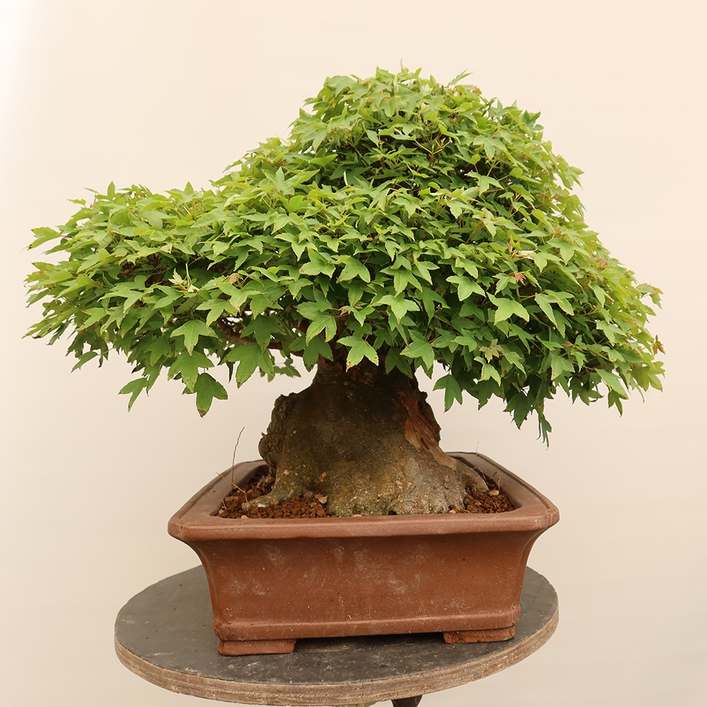 Venkovní bonsai - Javor Burgerův - Acer Burgerianum 