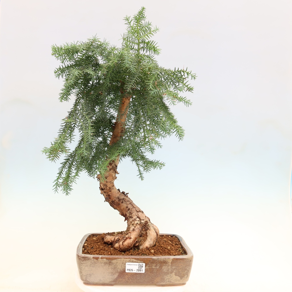 Pokojová bonsai - Araukarie - pokojový smrček