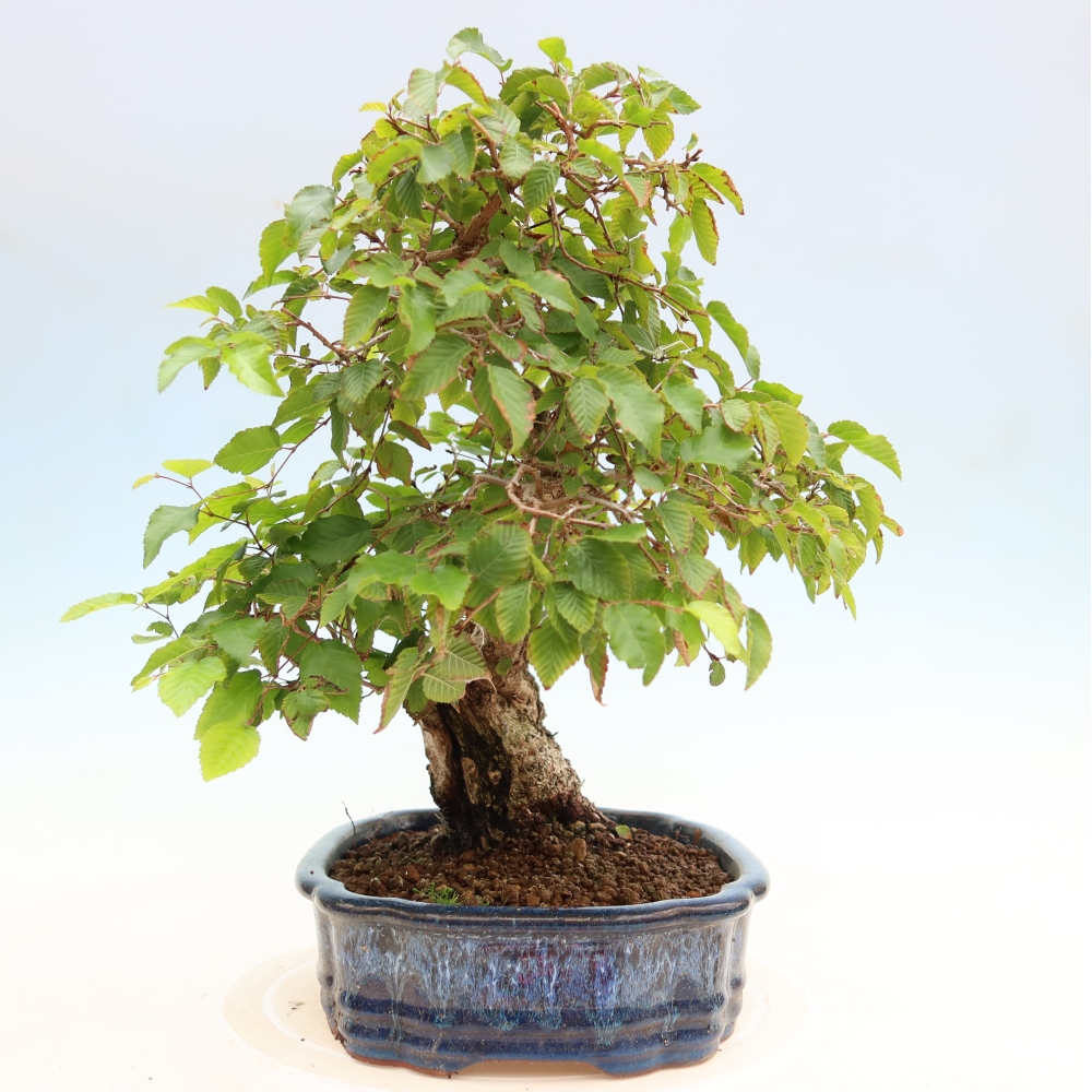 Venkovní bonsai -Carpinus Coreana - Habr korejský