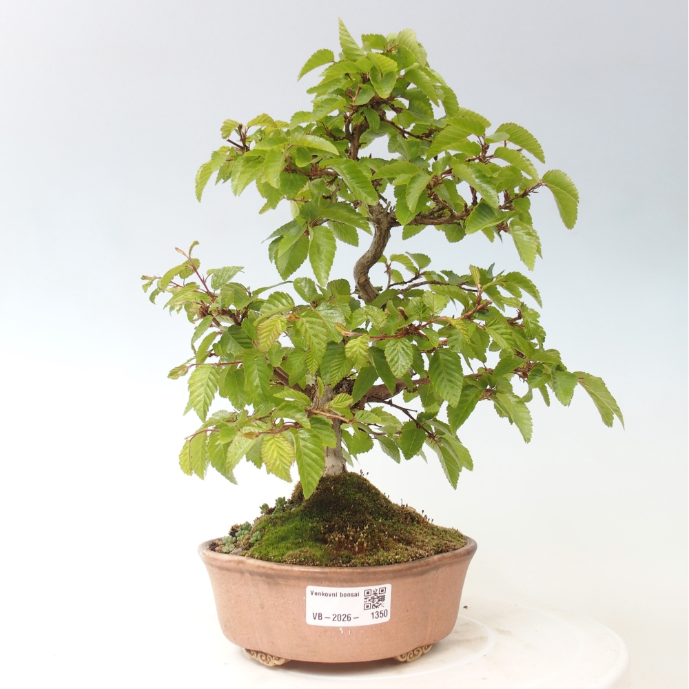 Venkovní bonsai -Carpinus CARPINOIDES - Habr korejský