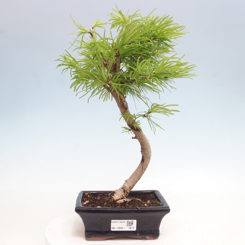 Venkovní bonsai -Pseudolarix amabis-Pamodřín
