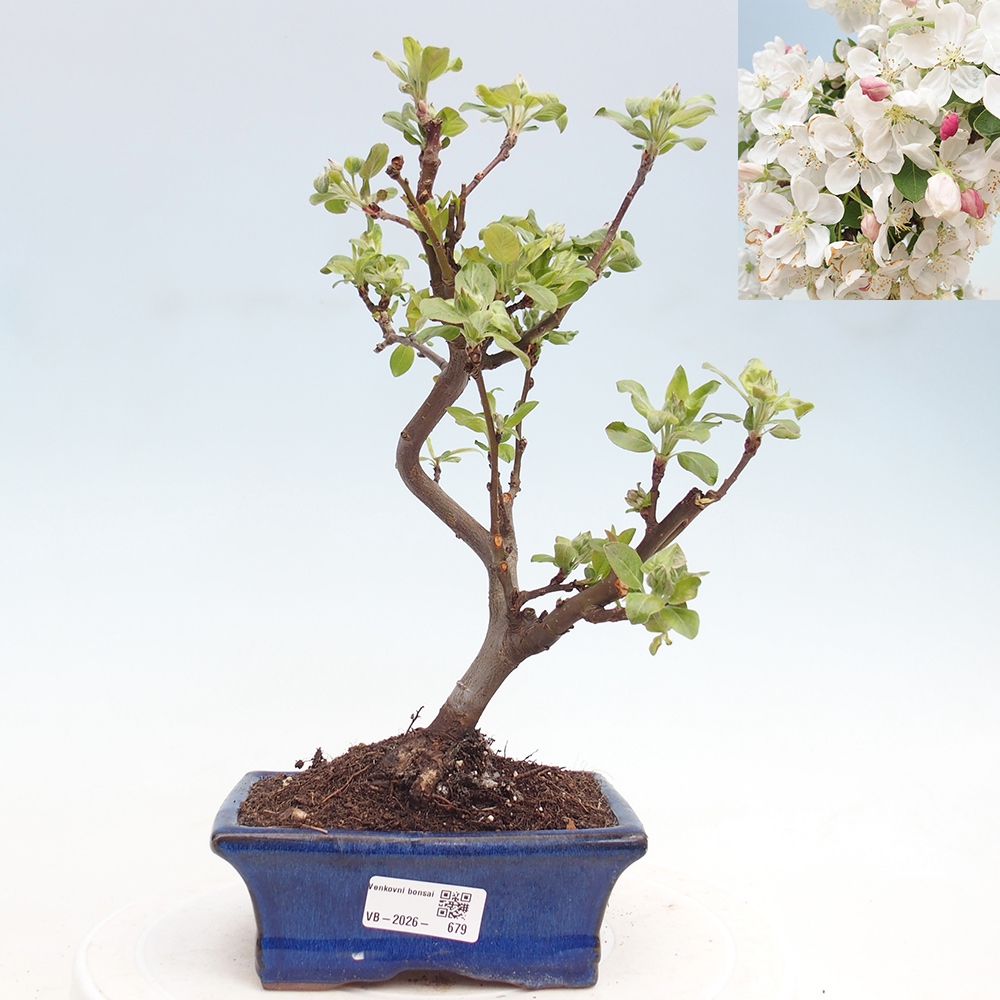 Venkovní bonsai -Malus halliana - Maloplodá jabloň