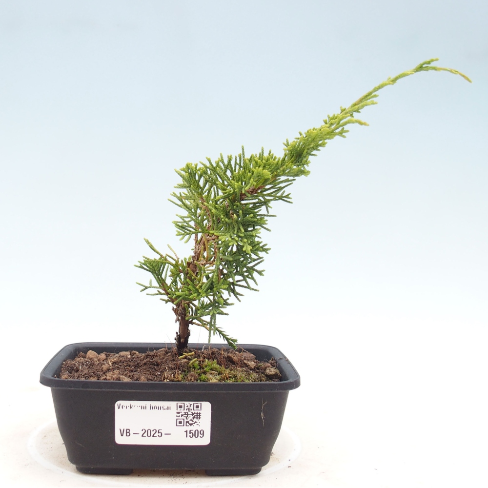 Venkovní bonsai - Juniperus chinensis Itoigawa -Jalovec čínský