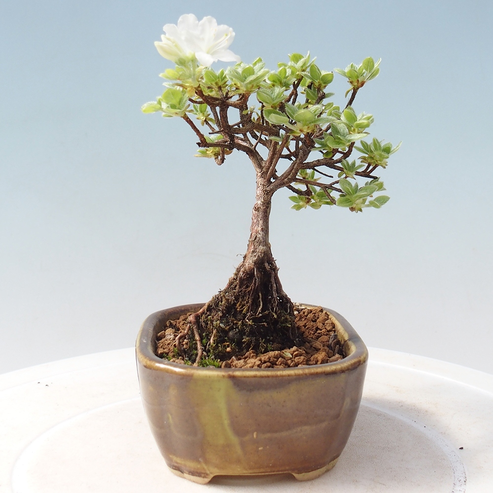 Venkovní bonsai - Rhododendron indicum - Japonská azalka