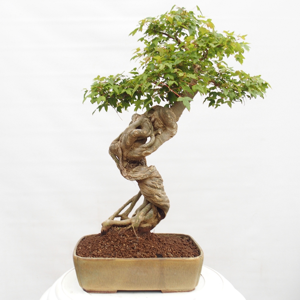 Venkovní bonsai - Acer Buergerianum - Javor Burgerův