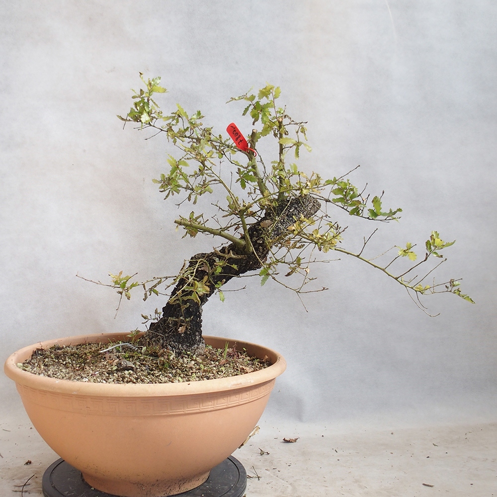 Venkovní bonsai Quercus Cerris - Dub Cer