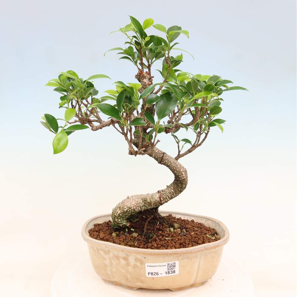 Pokojová bonsai - Ficus retusa -  malolistý fíkus