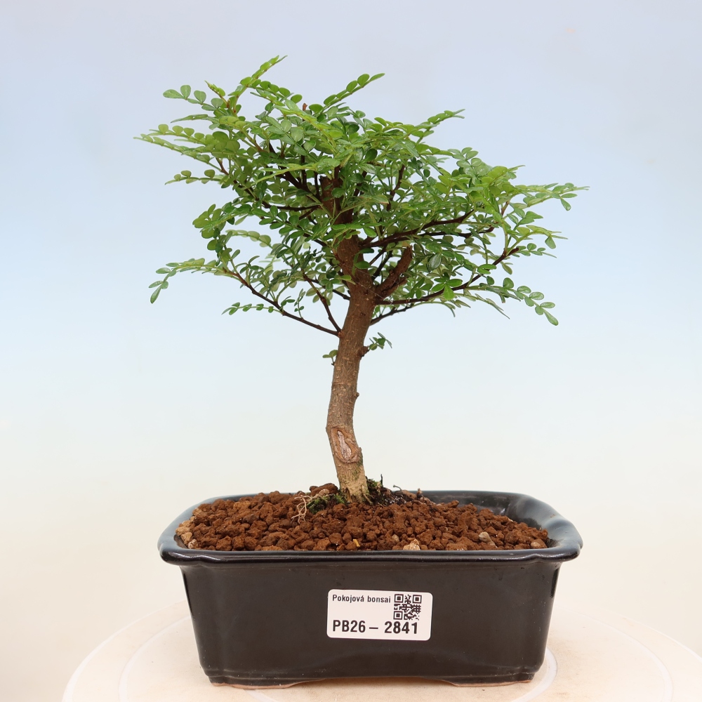Pokojová bonsai - Zantoxylum piperitum - Pepřovník