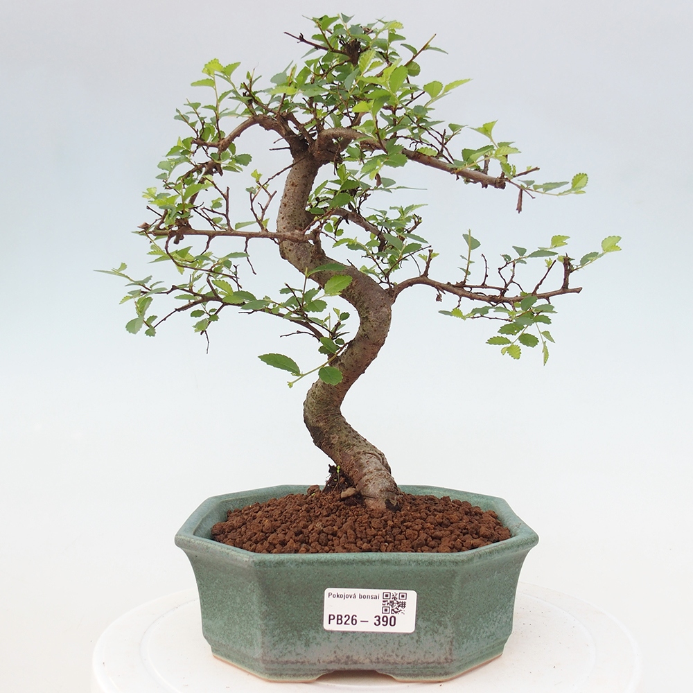 Pokojová bonsai - Ulmus parvifolia - Malolistý jilm