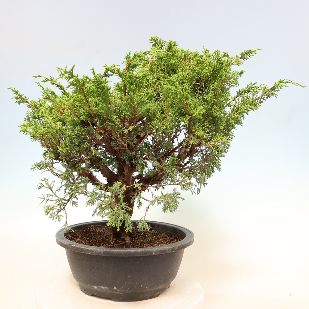 Venkovní bonsai - Juniperus chinensis Itoigawa-Jalovec čínský