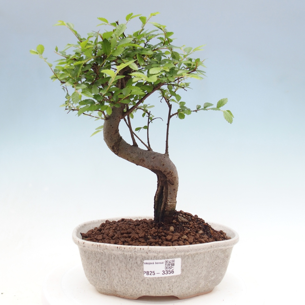 Pokojová bonsai - Ulmus parvifolia - Malolistý jilm