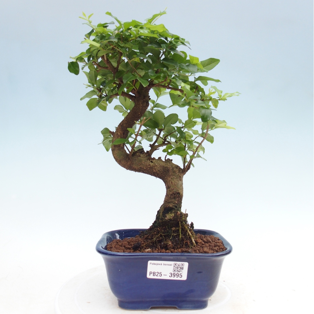 Pokojová bonsai -Ligustrum chinensis - Ptačí zob
