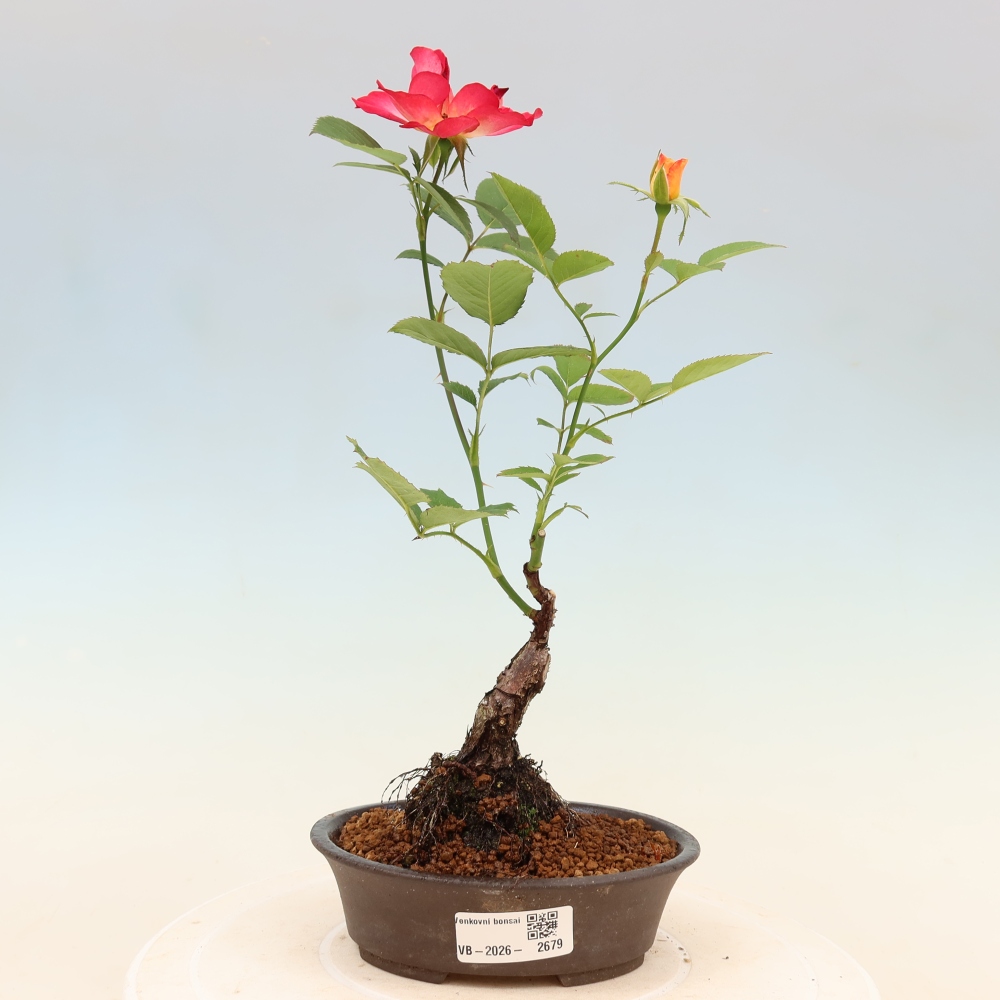 Venkovní bonsai - Rosa Kordes -  růže