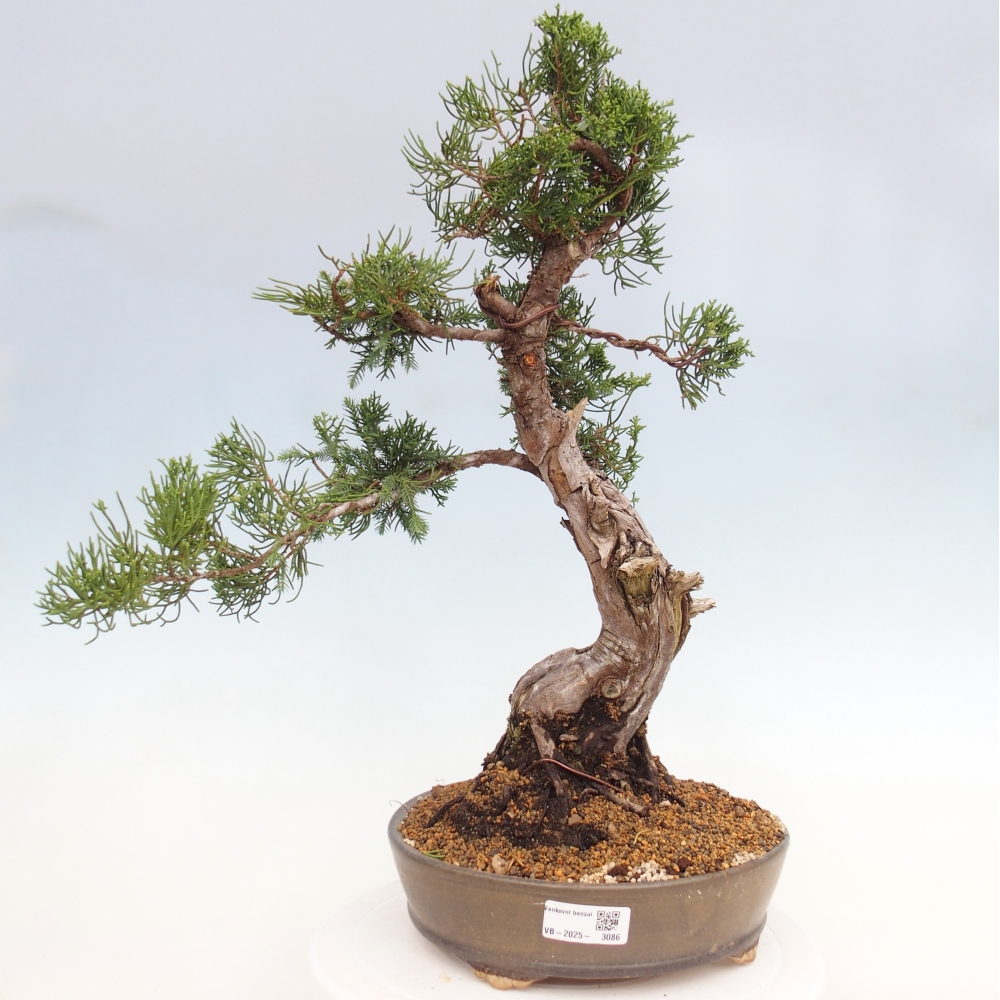 Venkovní bonsai - Juniperus chinensis Itoigawa -Jalovec čínský