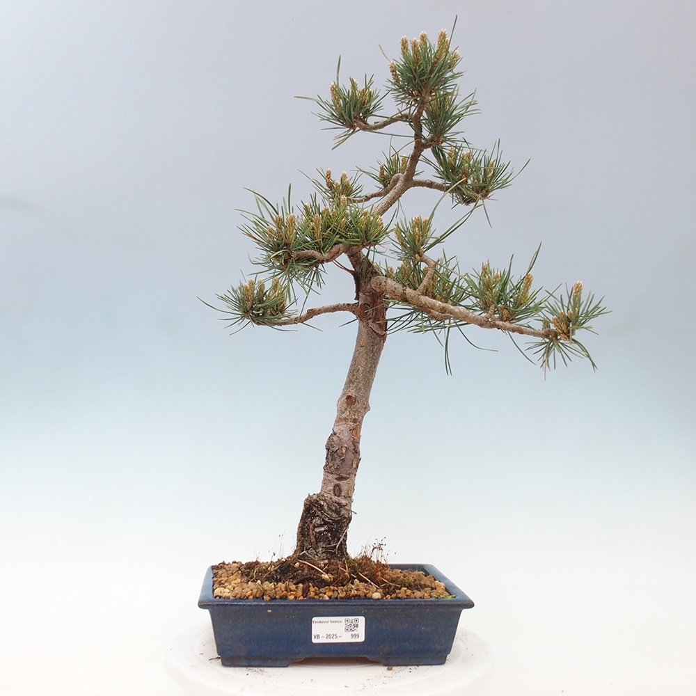 Venkovní bonsai - Pinus Sylvestris Watererri - Borovice lesní