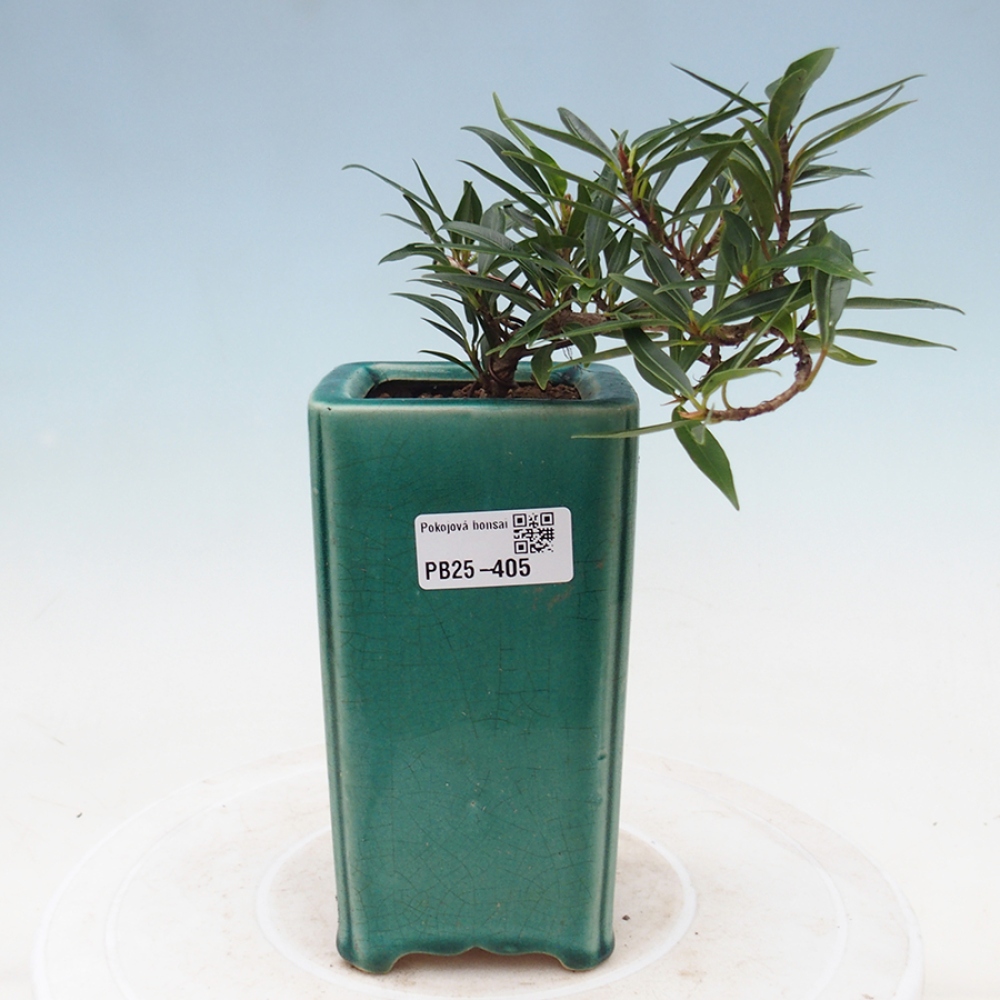 Pokojová bonsai - Ficus nerifolia -  malolistý fíkus
