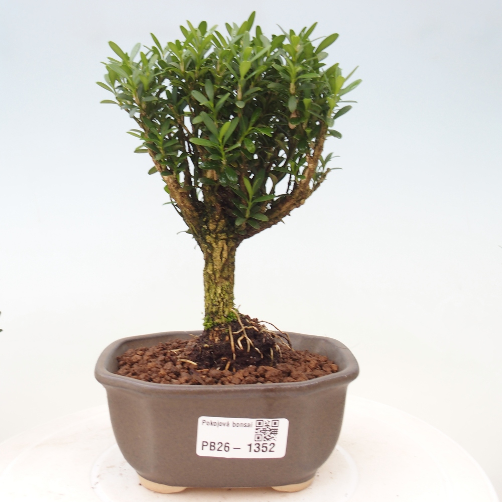 Pokojová bonsai - Buxus harlandii -korkový buxus