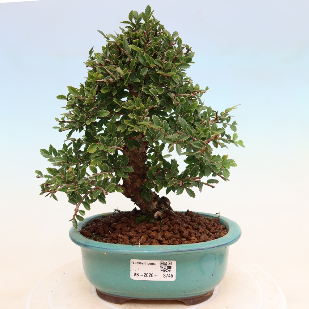 Venkovní bonsai - Zelkova - Zelkova NIRE
