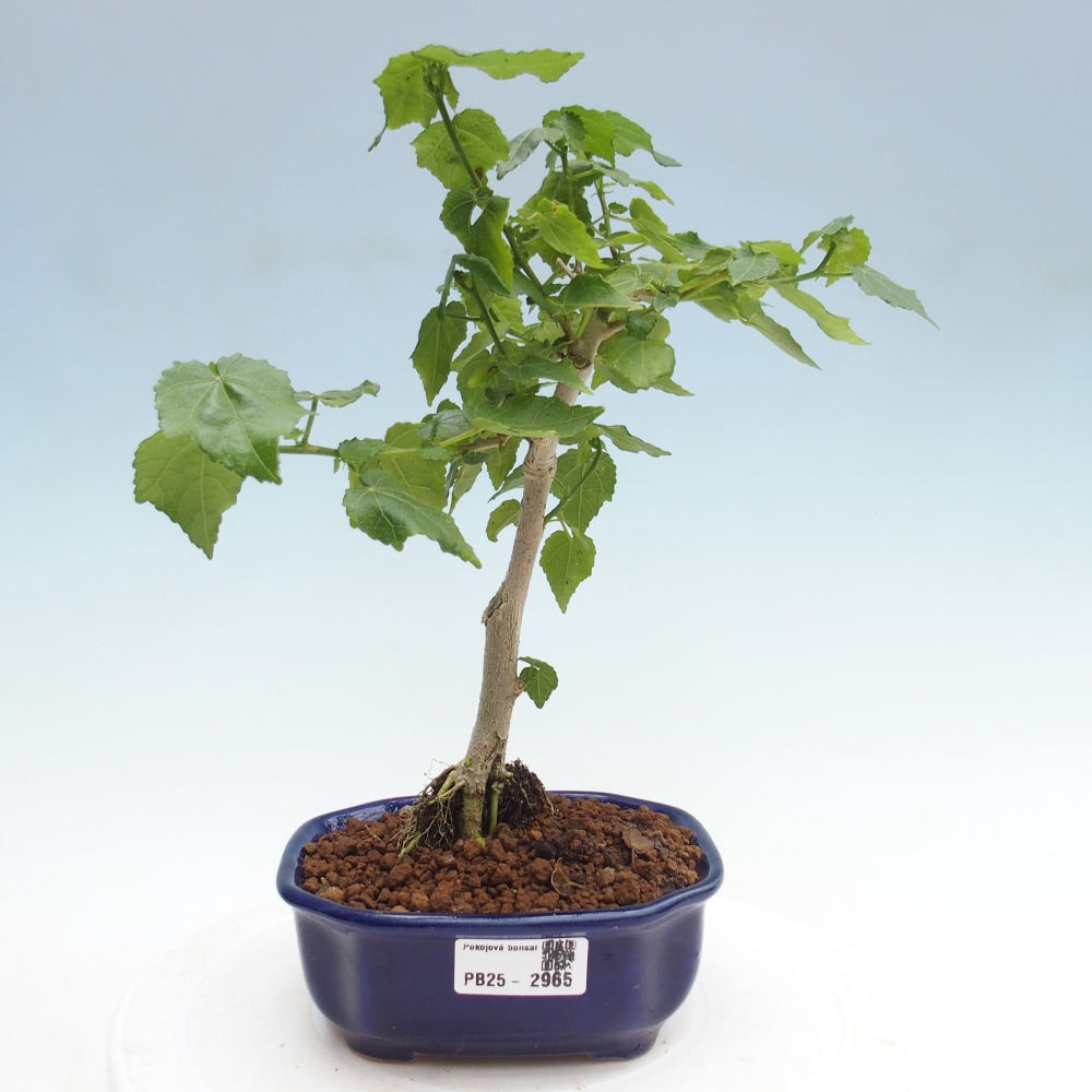 Pokojová bonsai - Malvaviscus arboreus - ibiškovec dřevnatý