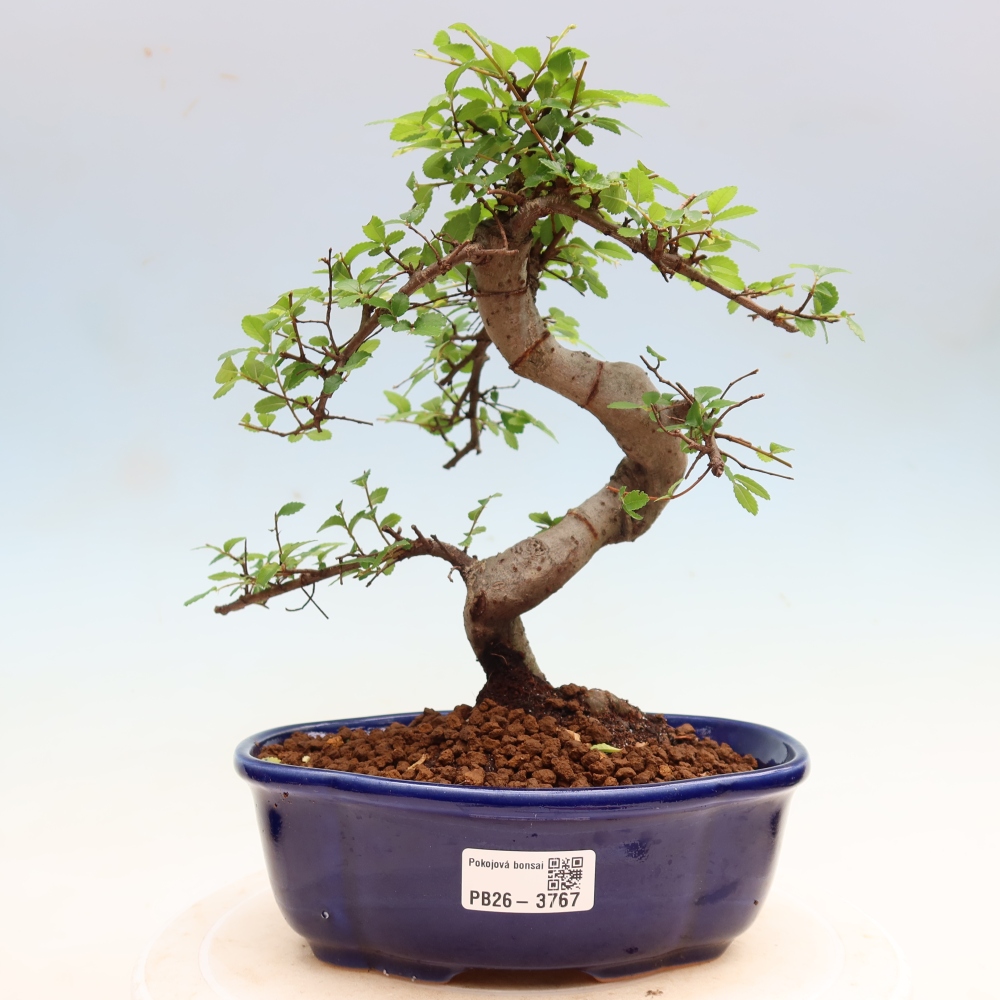 Pokojová bonsai - Ulmus parvifolia - Malolistý jilm