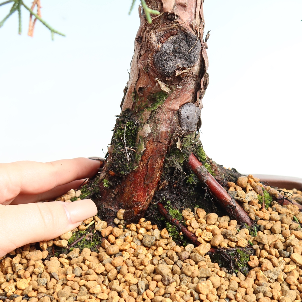 Venkovní bonsai - Juniperus chinensis Kishu -Jalovec čínský