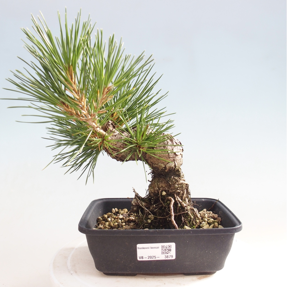 Venkovní bonsai - Pinus thunbergii - Borovice thunbergova