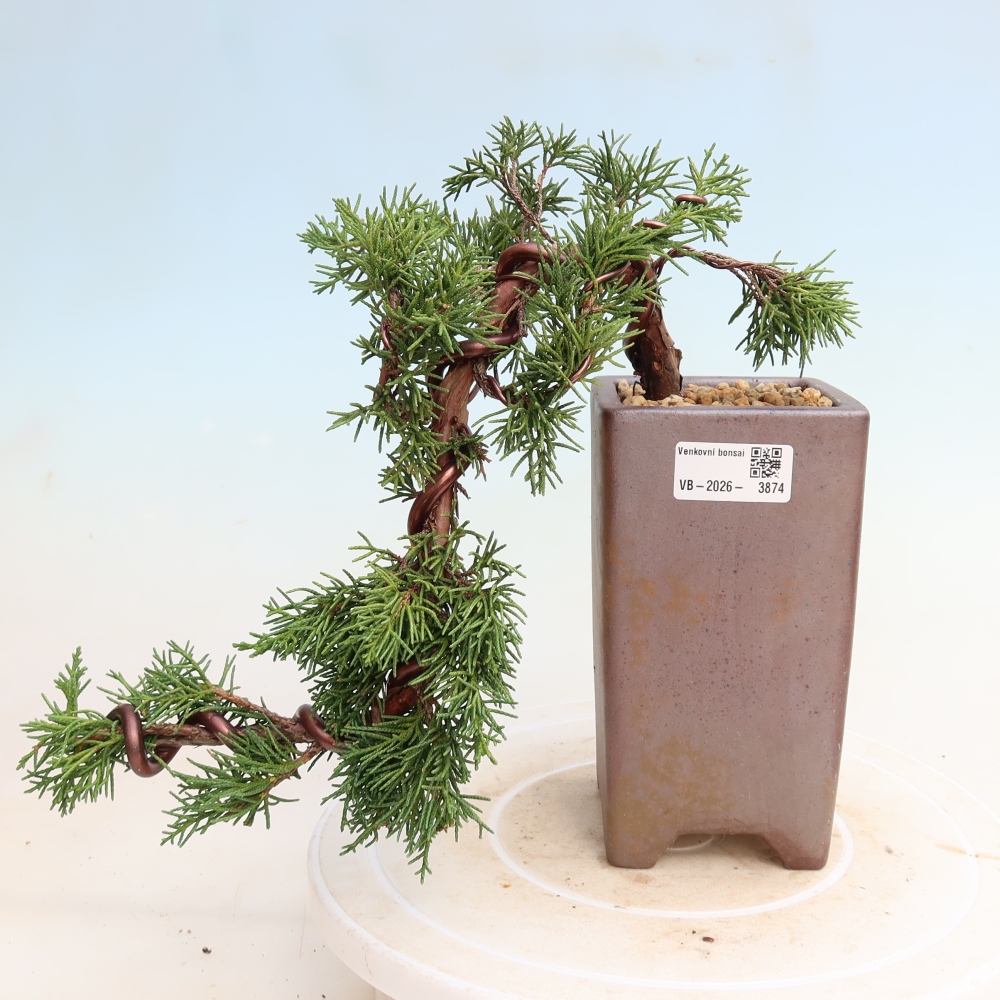Venkovní bonsai - Juniperus chinensis Kishu -Jalovec čínský