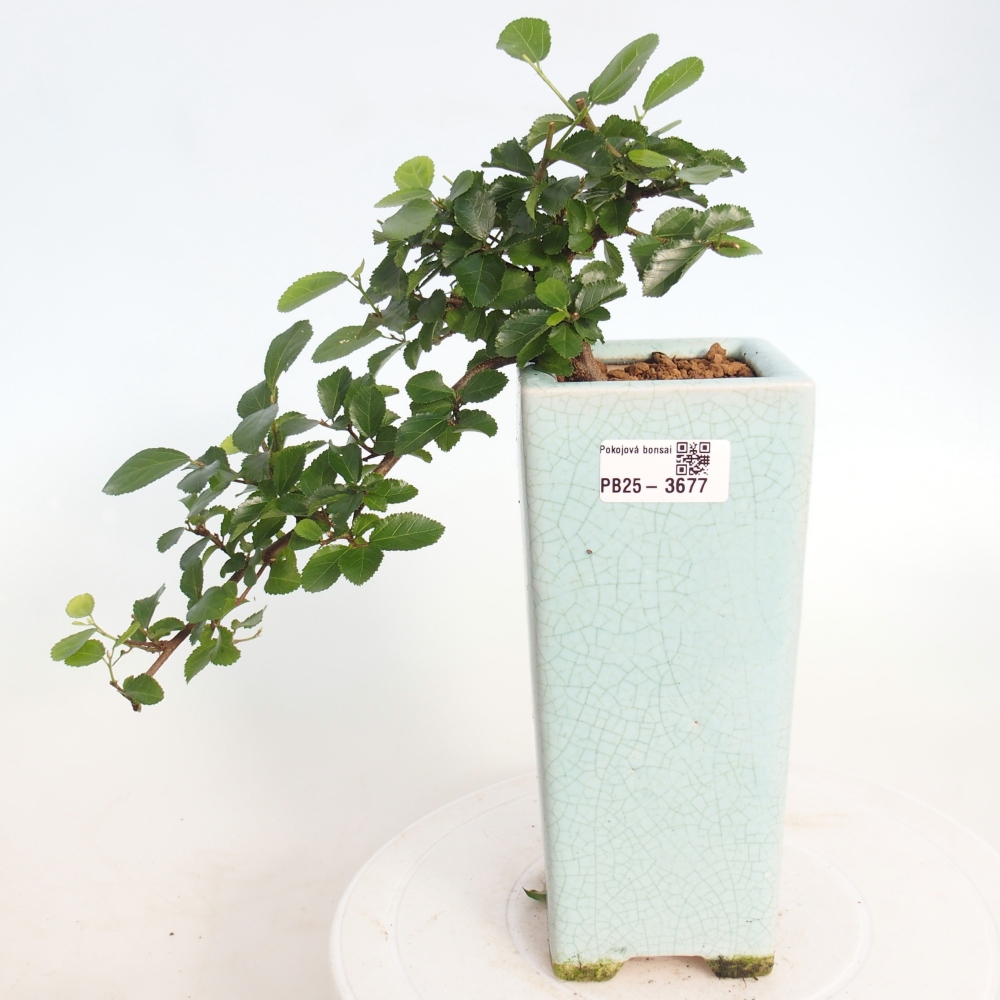 Pokojová bonsai - Grewia occidentalis - Hvězdice levandulová