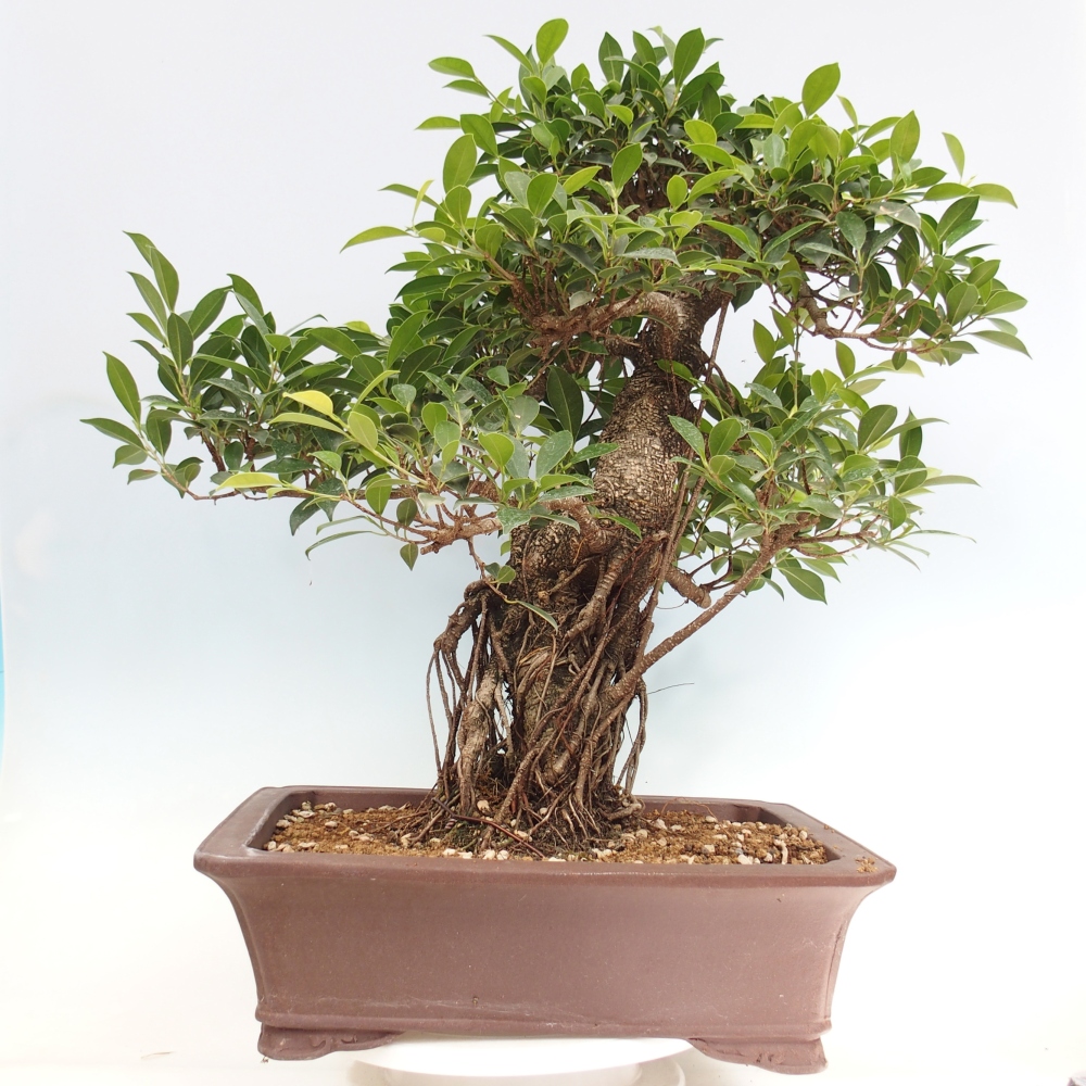 Pokojová bonsai - Ficus kimmen -  malolistý fíkus - POUZE OSOBNÍ ODBĚR nebo paletová přeprava