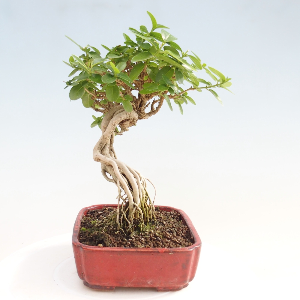 Pokojová bonsai - Premna serratifolia  - Kozlovoň malolistá