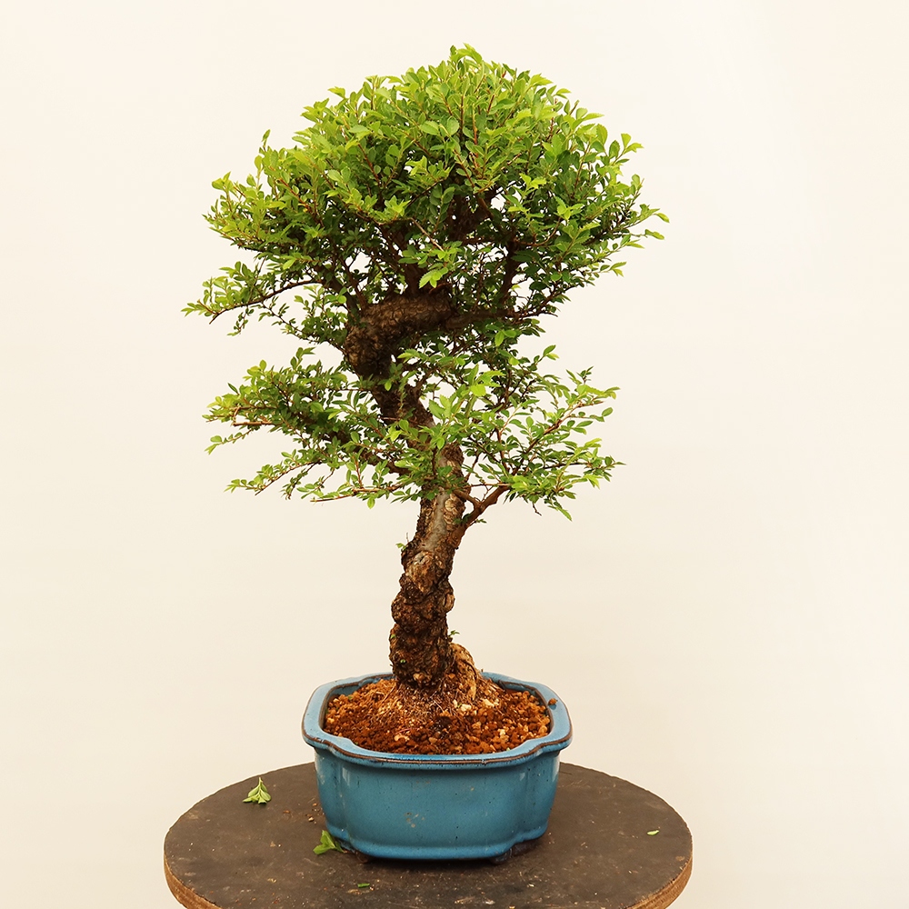 Venkovní bonsai - Zelkova - Zelkova NIRE