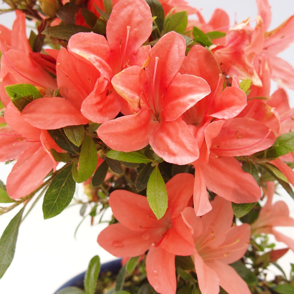 Venkovní bonsai - Japonská azalka - Azalea Nikko