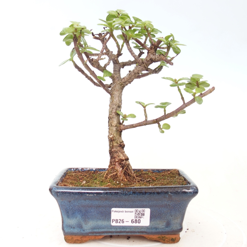 Pokojová bonsai - Portulakaria Afra - Tlustice
