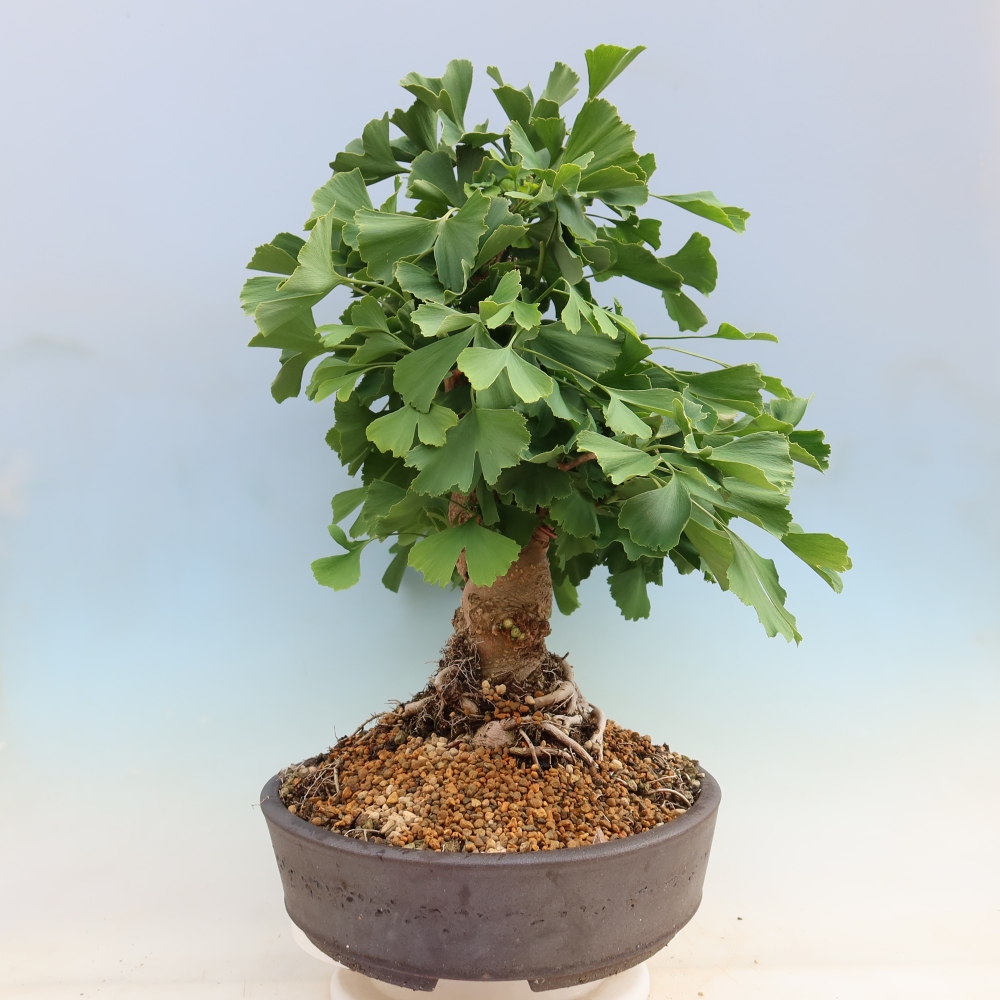 Venkovní bonsai - Jinan dvoulaločný - Ginkgo biloba