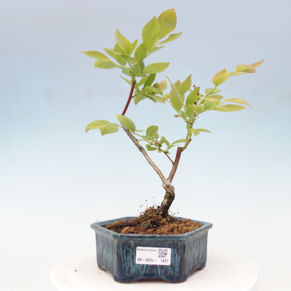 Venkovní bonsai - kanadská borůvka - Vaccinium corymbosum