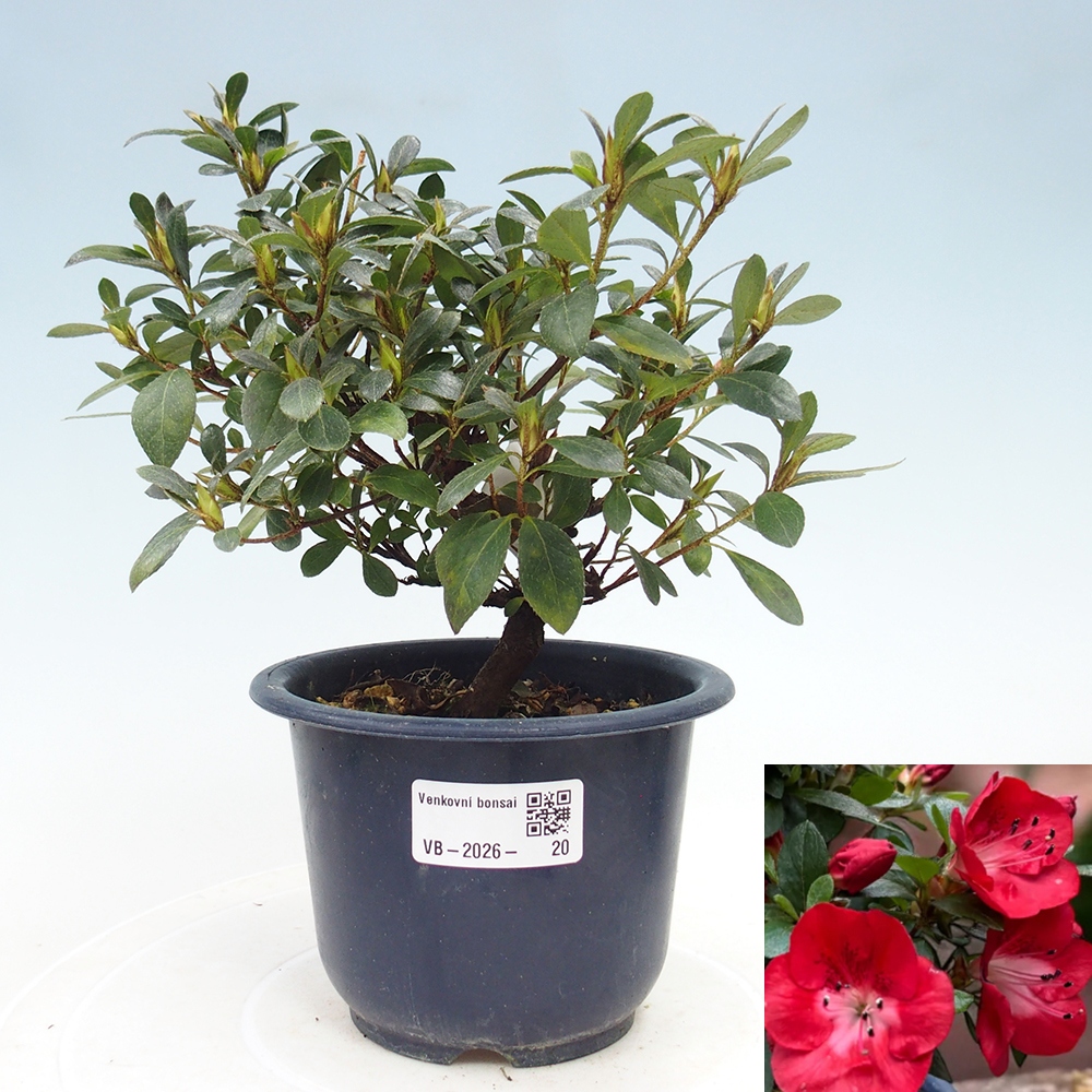 Venkovní bonsai - Japonská azalka - Azalea Benibeni