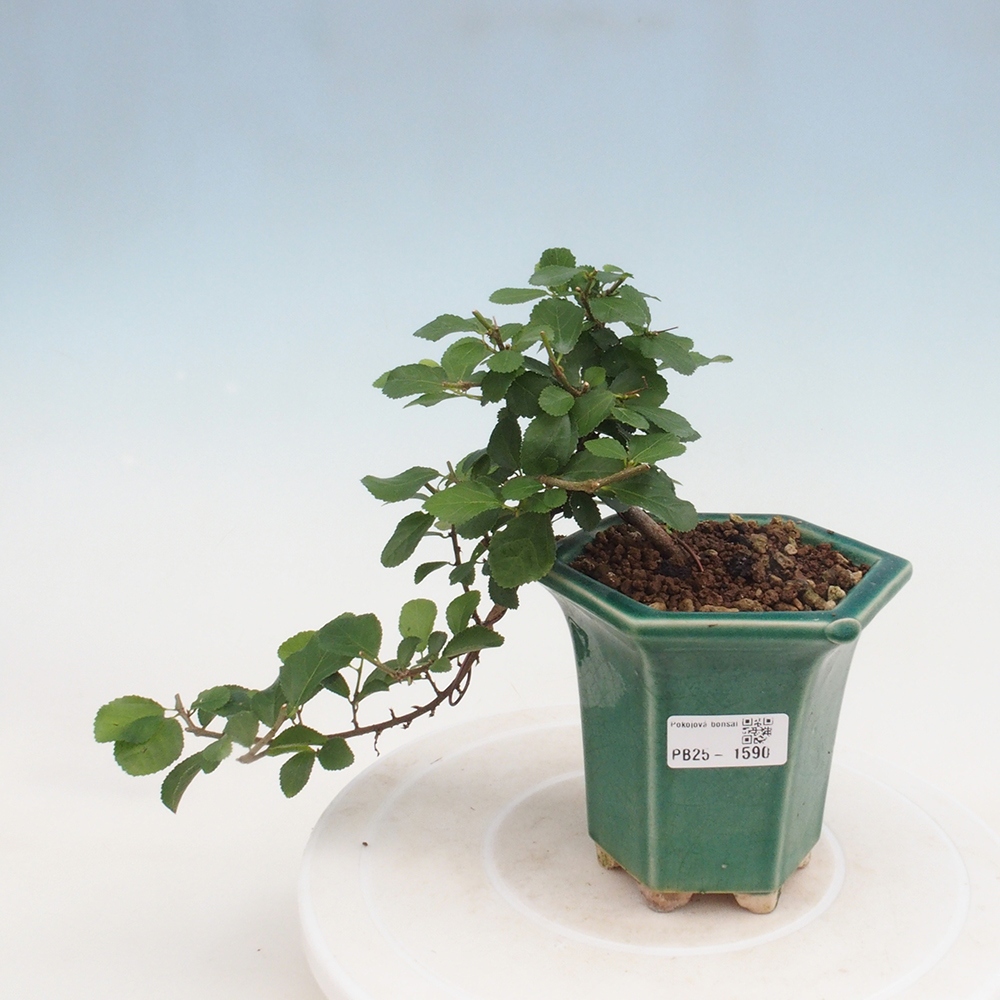 Pokojová bonsai - Grewia occidentalis - Hvězdice levandulová