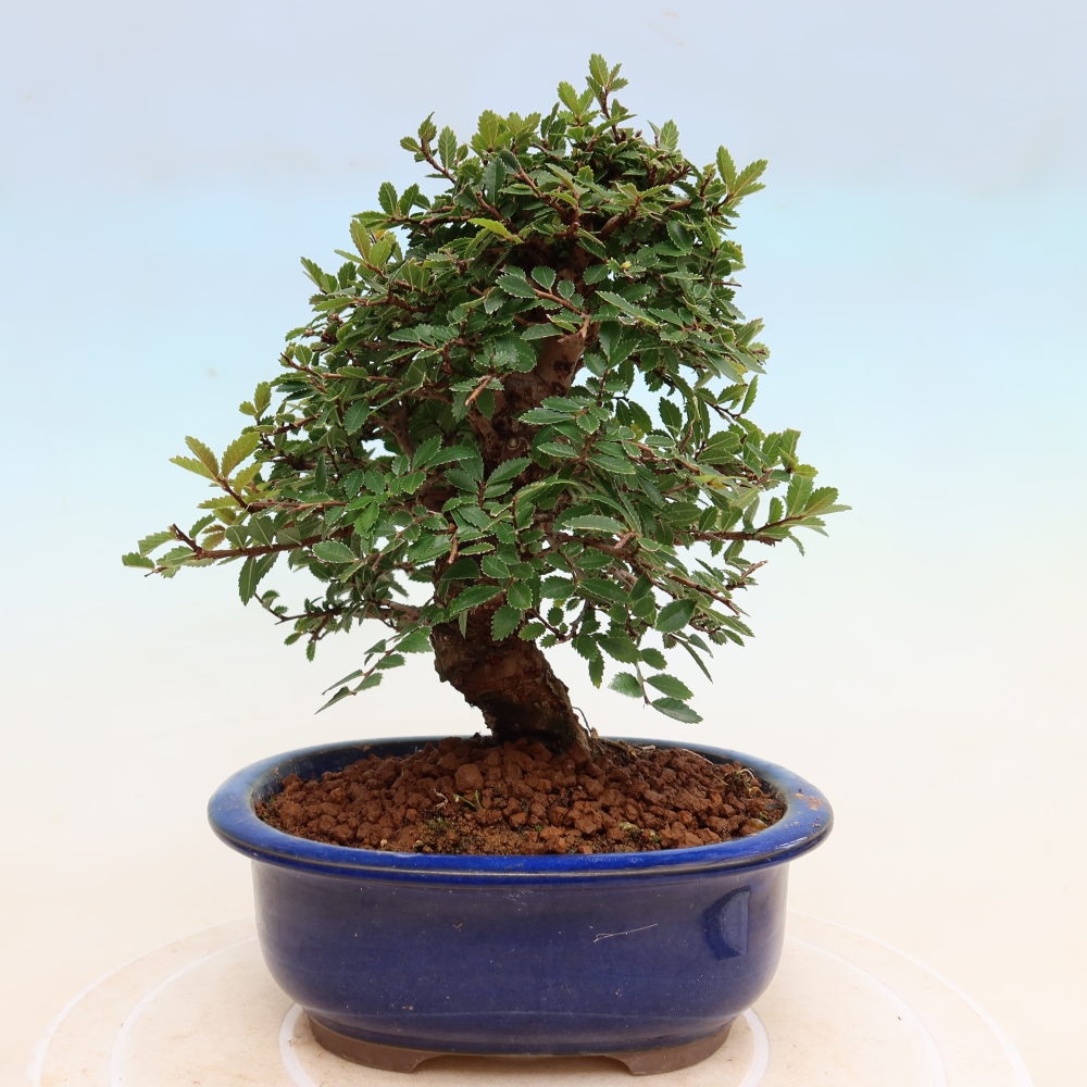 Venkovní bonsai - Zelkova - Zelkova NIRE