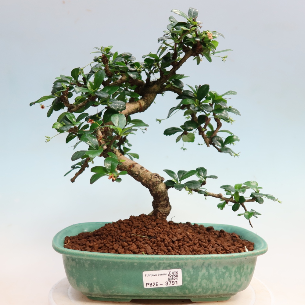 Pokojová bonsai - Carmona macrophylla - Čaj fuki