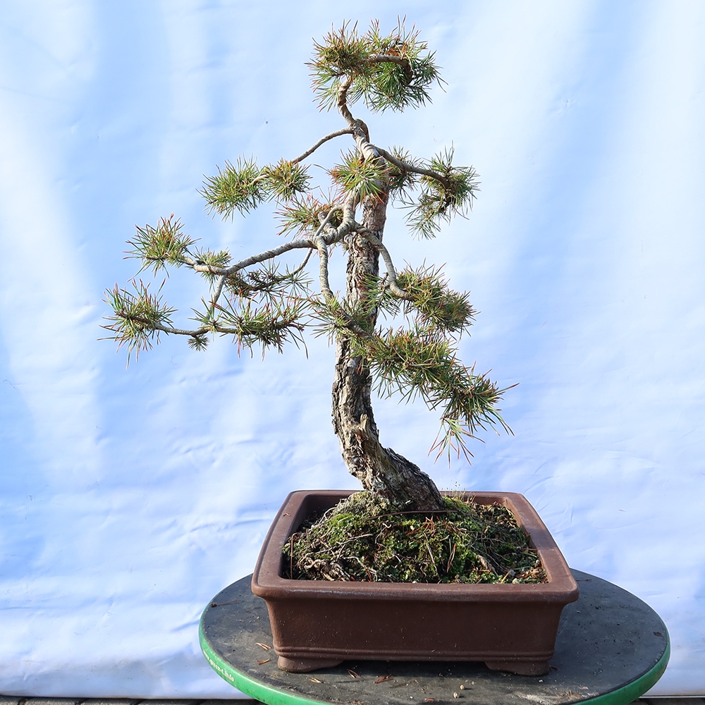 Pinus sylvestris Španělsko - borovice lesní