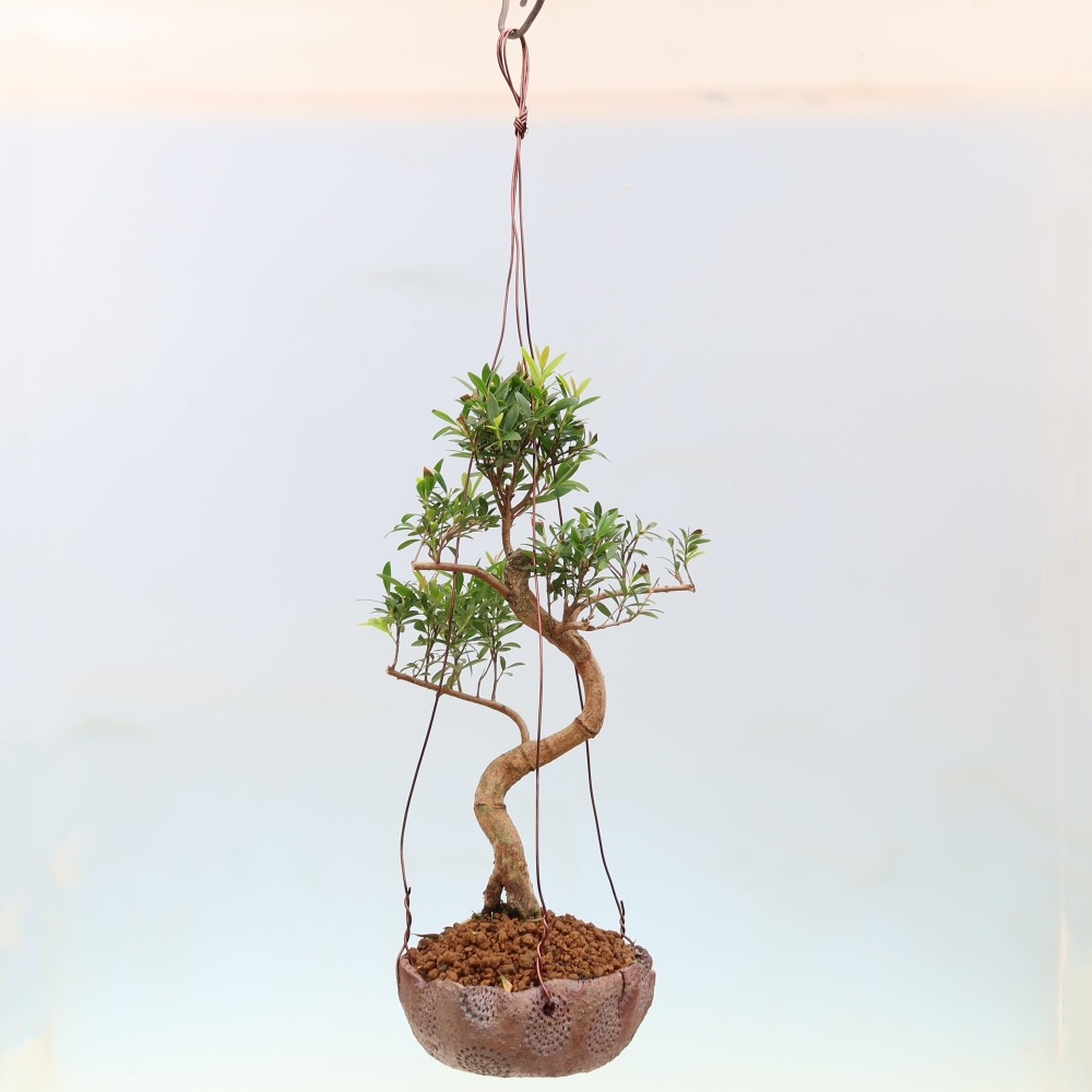 Kokedama v keramice -Syzygium - Pimentovník