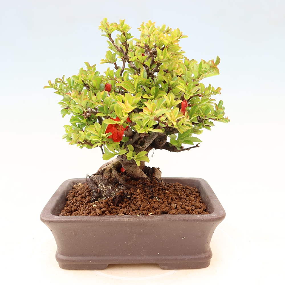 Venkovní  bonsai -  Chaneomeles speciosa Chojubai - Kdoulovec ozdobný