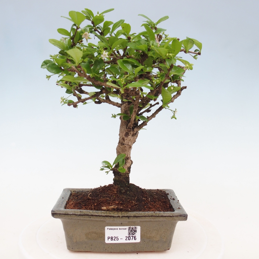 Pokojová bonsai - Carmona macrophylla - Čaj fuki