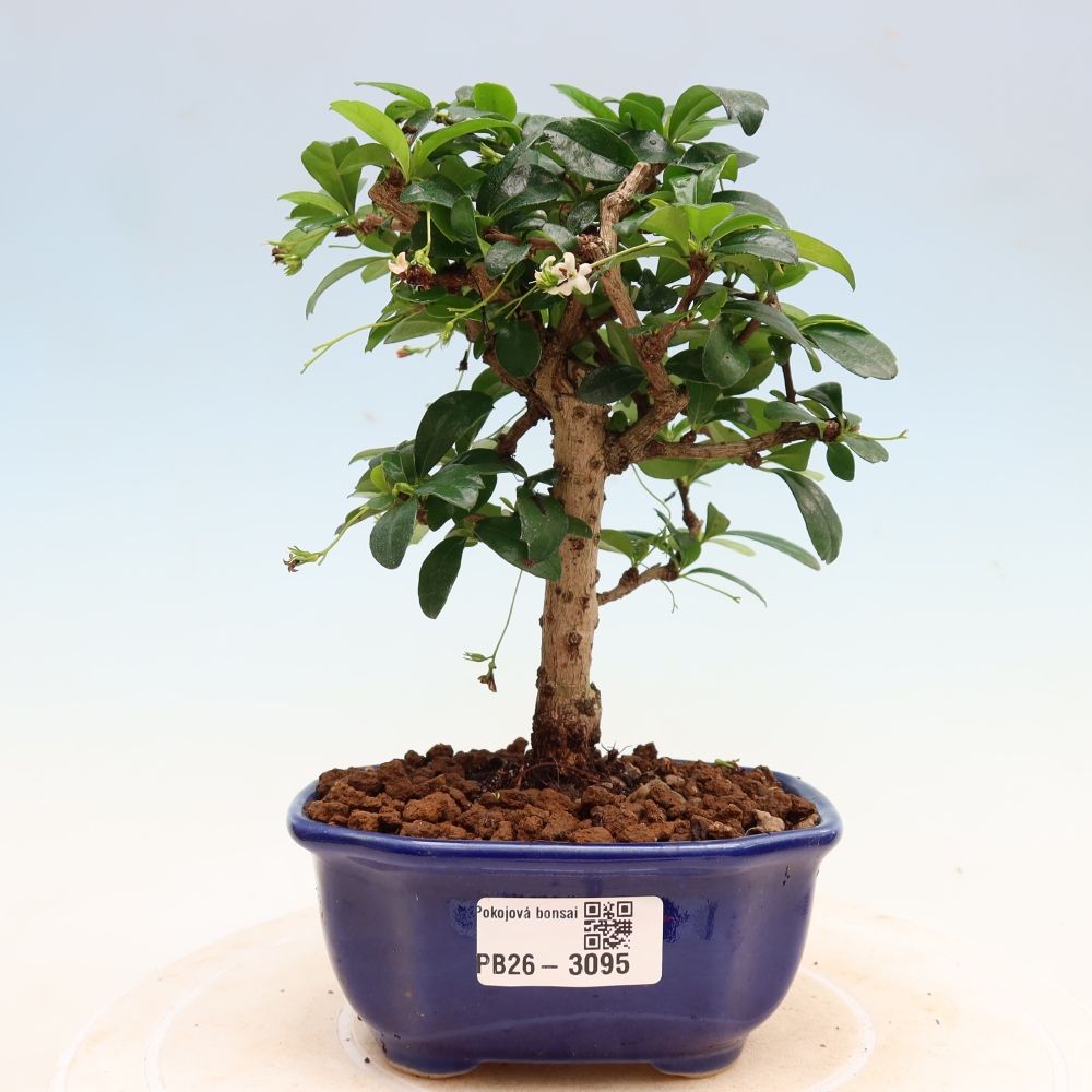 Pokojová bonsai - Carmona macrophylla - Čaj fuki