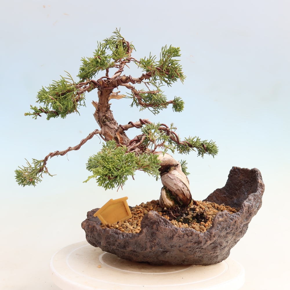 Venkovní bonsai - Juniperus chinensis Itoigawa-Jalovec čínský