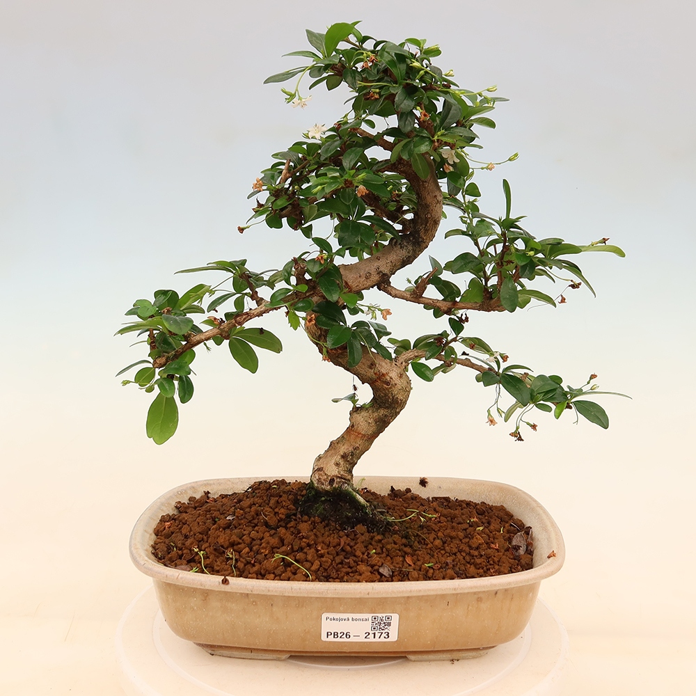 Pokojová bonsai - Carmona macrophylla - Čaj fuki